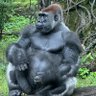 Profilbild von KongKing
