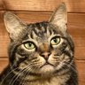 Фото профиля 猫好きお爺さんです。
