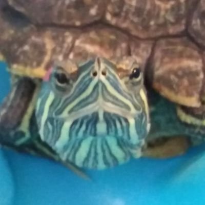Roberto's profile picture