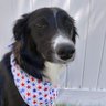 Boots (The Judgmental Border Collie) 的头像