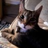 Profilbild von 🐱 KarmaKat 🐱