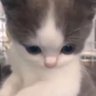 Profilbild von 草莓麦果脆₍˄·͈༝·͈˄*₎◞ ̑̑