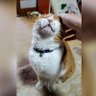 Yoake 夜明け profil fotoğrafı