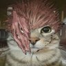 UnknownDev 的头像