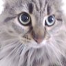 Kedi Miav's profile picture