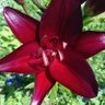 Tiger Lily 的头像