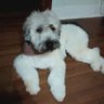 Shaggy Dawg with Deep Thoughts 的头像
