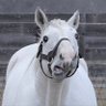 ゴルジ's profile picture