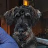 Фото профиля Deutscher Riesenschnauzer pfeffer & salz