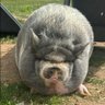 CBA's profile picture