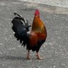 chicken booty's profile picture