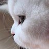 Dandelion's profile picture