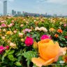 凉茶水 profil fotoğrafı