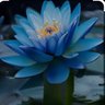 Profilbild von Blue Lotus