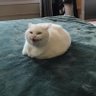 Фото профиля The_Mischevious_Cat