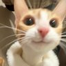 林安's profile picture