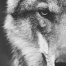 CryptoPE's profile picture