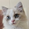 Zhala's profile picture