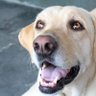 Catioro de sapatênis charts's profile picture