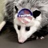 Lord Possum the Third's profile picture