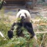 ♪*ﾟ𝑁𝑎𝑜𝑚𝑖*•.♬︎🐼🌿✨ profil fotoğrafı