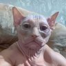 Profilbild von Btc Trader