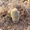 TexasCaxtus profil fotoğrafı