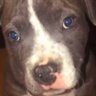 Angry pitty's profile picture
