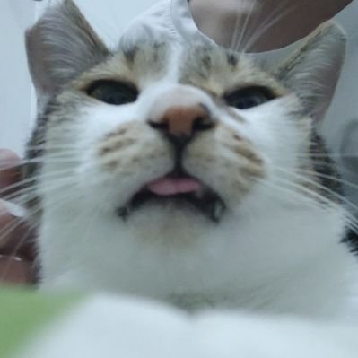 Mu Mu（放假當勞工ing's profile picture