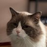 Jingpin_Xi8964 profil fotoğrafı