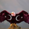 Фото профиля Serkan Akkuş