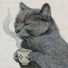 Profilbild von Soiden Austral 😸