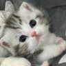 こねこ図鑑's profile picture