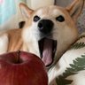 あわたん☆ 的头像