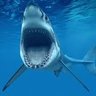 Shark's profile picture