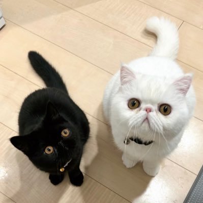 こてつくんとかげつちゃん's profile picture