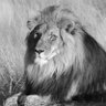 مرعب الطواغيت ( جلاد الفاسدين والمجرمين )'s profile picture