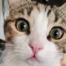 Фото профиля Ψιψινα🐱
