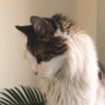 MinenTV profil fotoğrafı