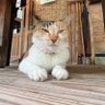 あとらんてぃすから来た猫 profil fotoğrafı