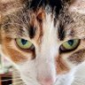dizit profil fotoğrafı