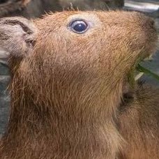 capy soft's profile picture