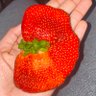 Profilbild von SeekingBerry