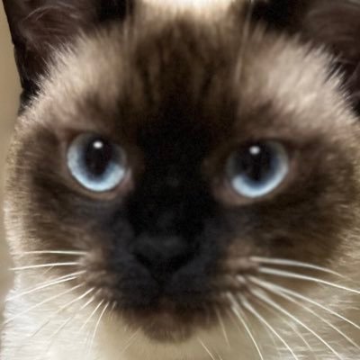 ぷよ🐱と飼い主's profile picture
