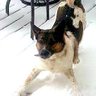 Barkie Dog 的头像