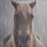 HORSE CRACK BOMB 的头像