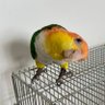 かよきち 的头像