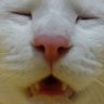 ウシ 的头像