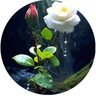 Mahmoud Ghaznawi's profile picture