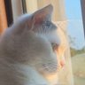 chanok's profile picture